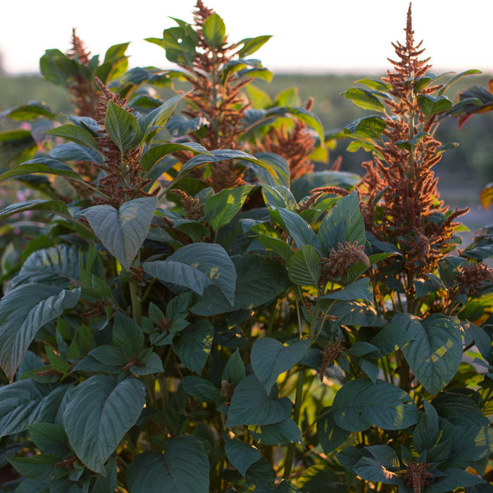 Amaranth Hot Biscuits growing in the field