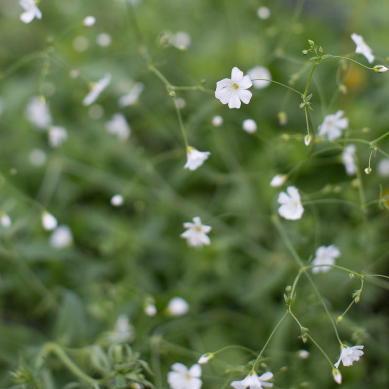 gypsophila covent garden seeds Annual Baby's Breath Covent Garden – Floret Library