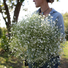 An armload of Annual Baby's Breath Covent Garden