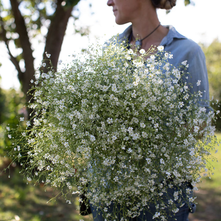 planting baby's breath seeds Annual Baby's Breath Covent Garden – Floret Library