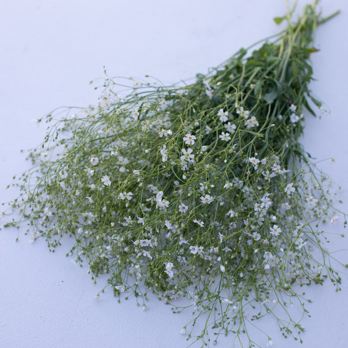 baby's breath flower seeds Annual Baby's Breath Covent Garden – Floret Library