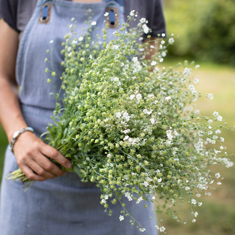 Argentine Floret Library