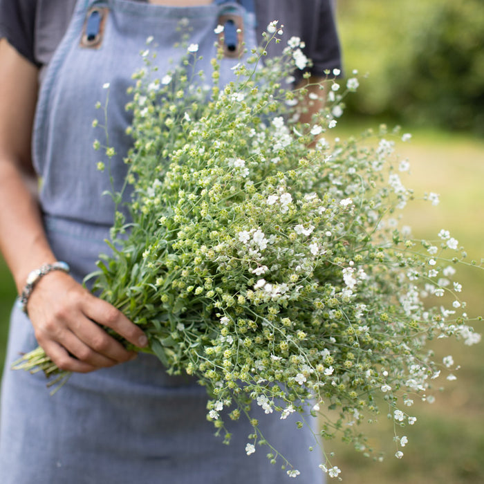 plants without seeds or flowers Argentine Forget-Me-Not – Floret Library