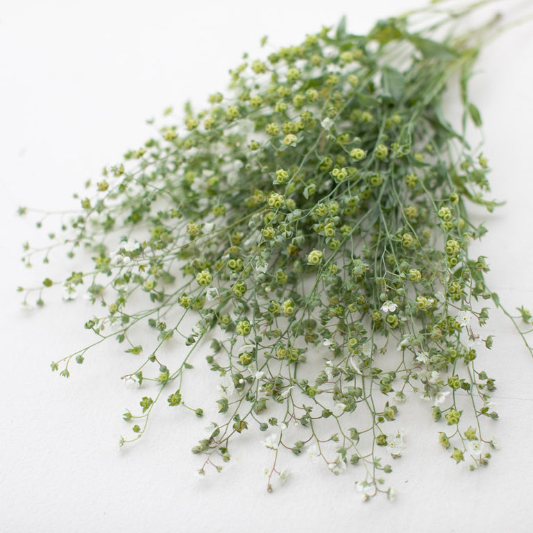 plant forget me not seeds Argentine Forget-Me-Not – Floret Library