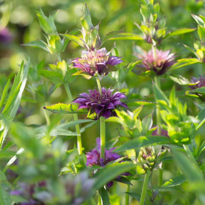bee balm flower seeds Bee Balm Lambada – Floret Library