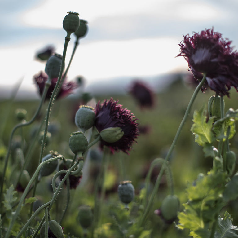 poppy seeds from flower Breadseed Poppy Black Beauty – Floret Library