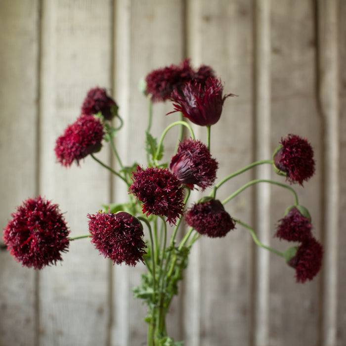 A bouquet of Breadseed Poppy Black Beauty