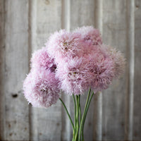 A bouquet of Breadseed Poppy Lilac Peony