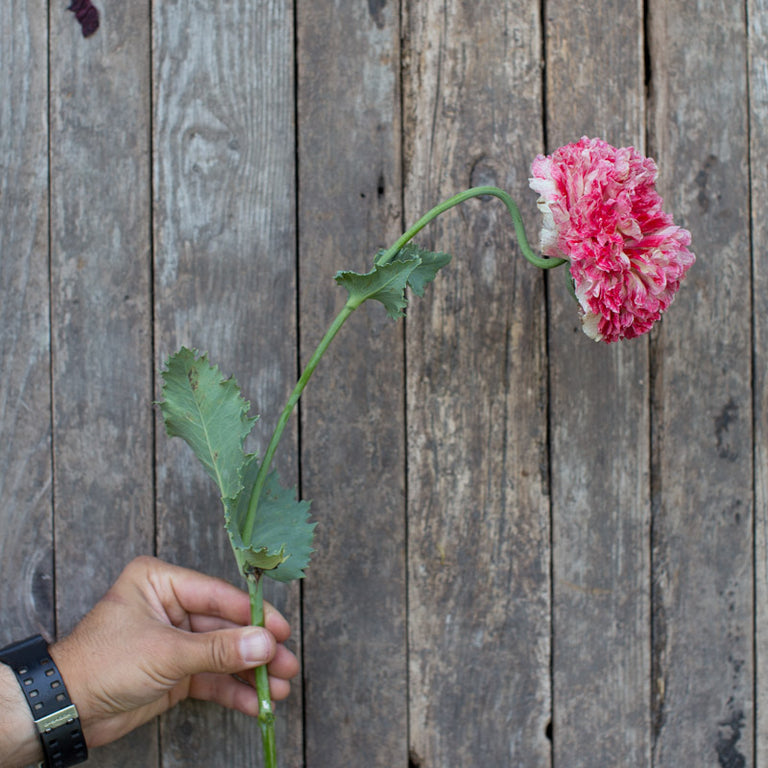 planting peony poppy seeds Breadseed Poppy Peony Flowered Mix – Floret Library