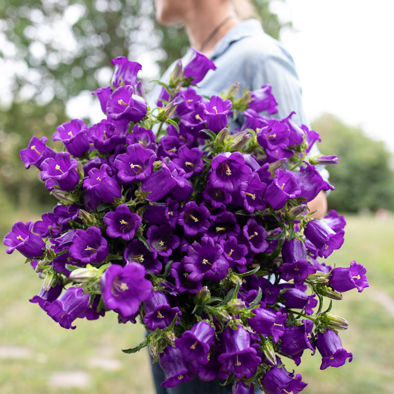 An armload of Canterbury Bells Champion Blue