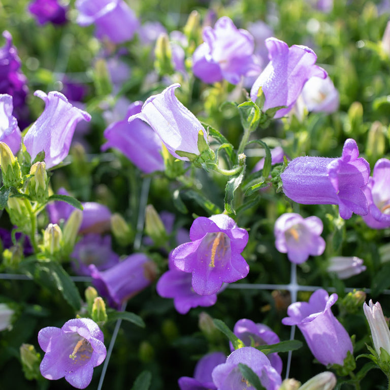 lavender bells plant Canterbury Bells Champion Lavender – Floret Library