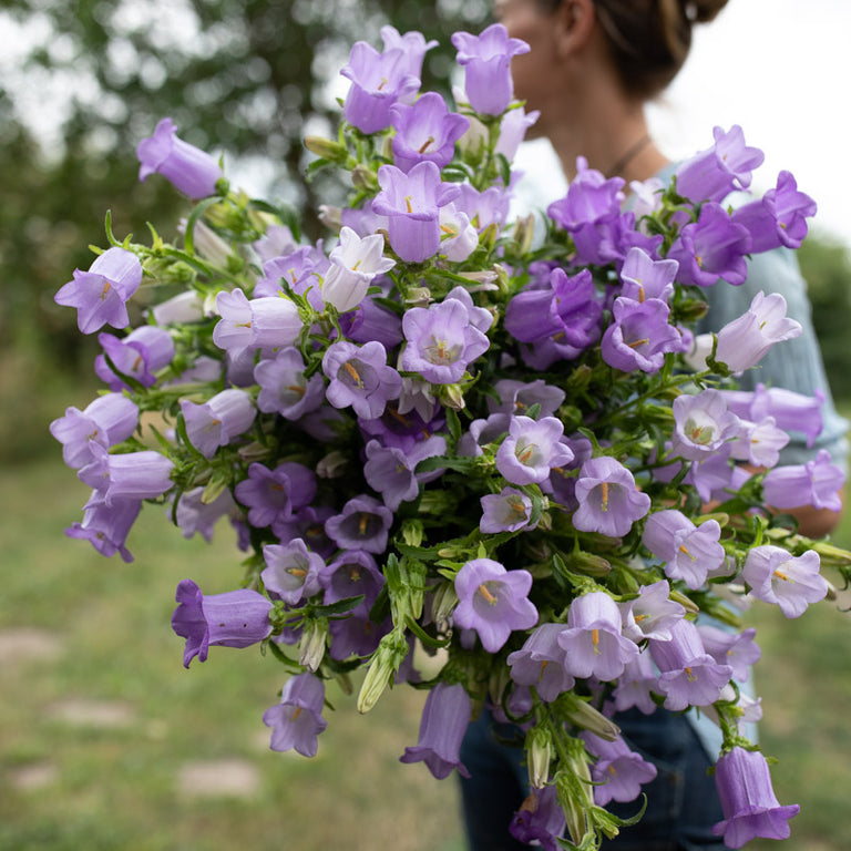 An armload of Canterbury Bells Champion Lavender