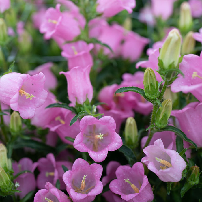 A close up of Canterbury Bells Champion Pink Improved