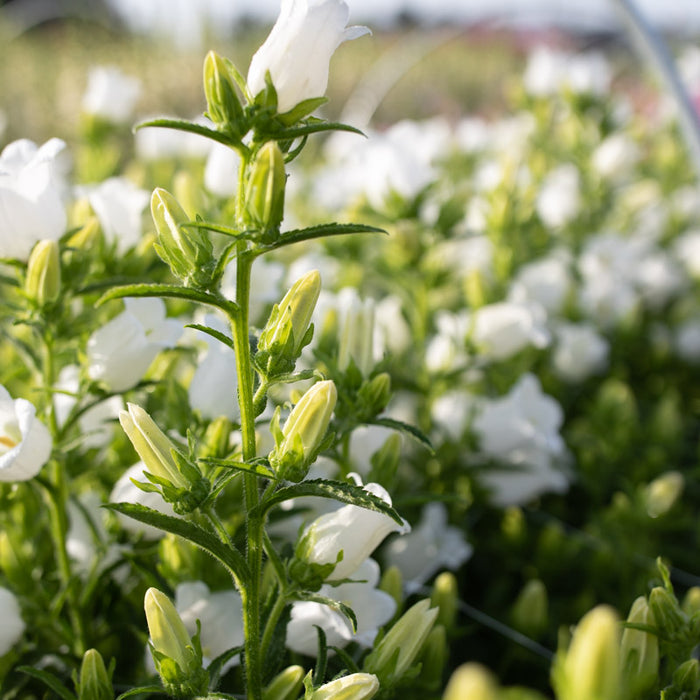 champion flower seed Canterbury Bells Champion White – Floret Library
