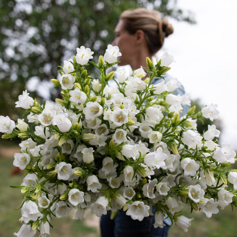 champion flower seed Canterbury Bells Champion White – Floret Library