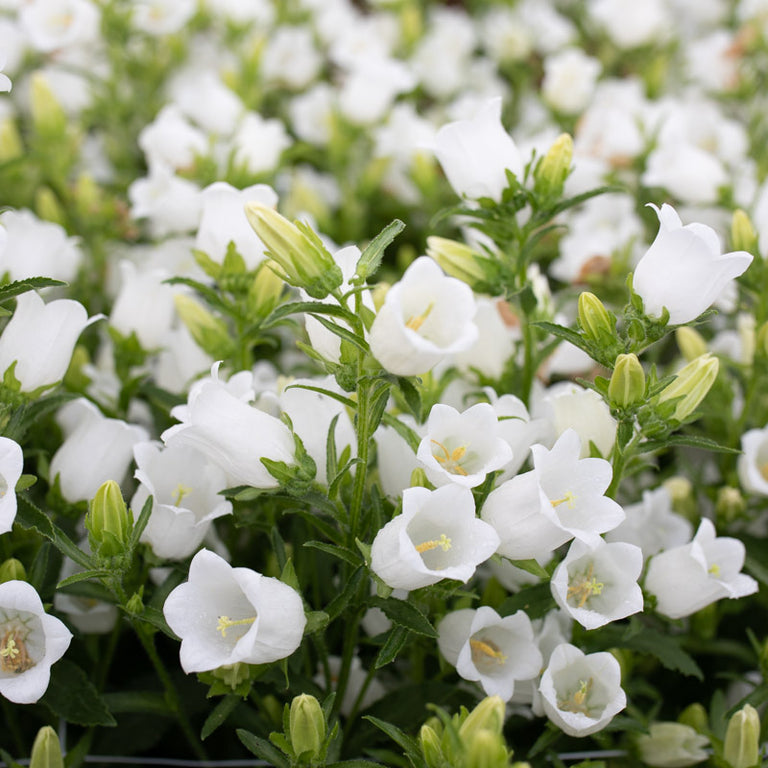 planting canterbury bells seeds Canterbury Bells Champion White – Floret Library
