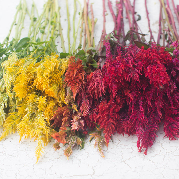 A bunch of Celosia Pampas Plume Mix
