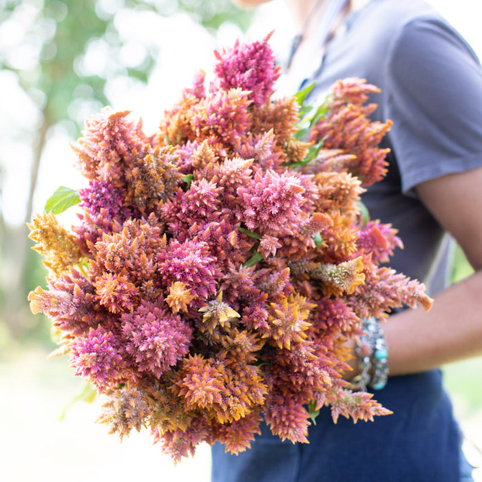 An armload of Celosia Rainbow Sherbet Mix
