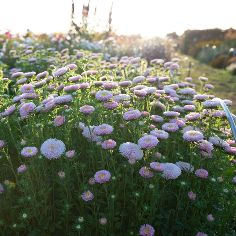 plant a seed plant a flower plant a rose China Aster Harlekin Light Rose – Floret Library