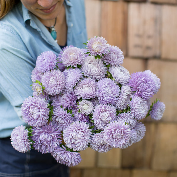 An armload of China Aster Lady Coral Lavender