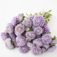 A bunch of China Aster Lady Coral Lavender