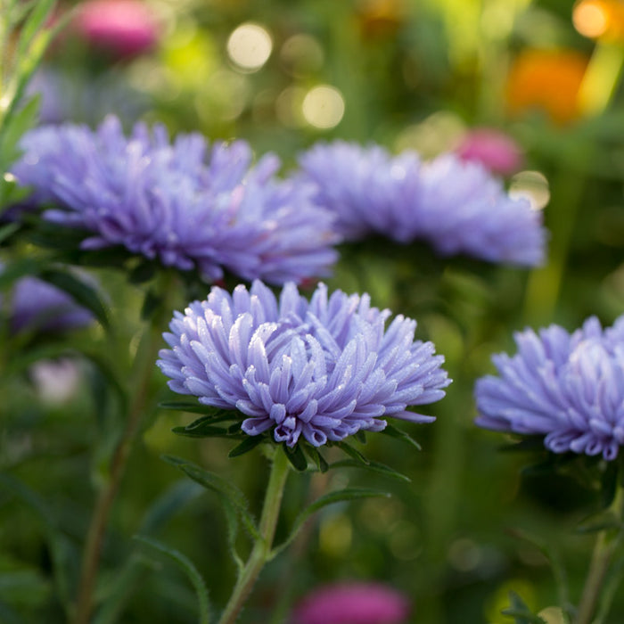 A close up of China Aster Lady Coral Lavender