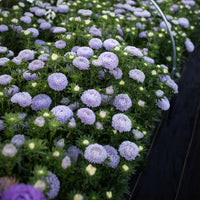 China Aster Lady Coral Lavender growing in the field