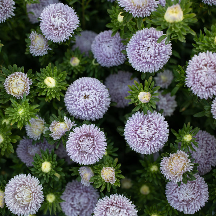 An overhead of China Aster Lady Coral Lavender