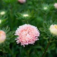 A close up of China Aster Lady Coral Salmon Rose