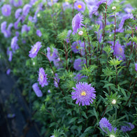 China Aster Rose of Shanghai Light Blue growing in the field