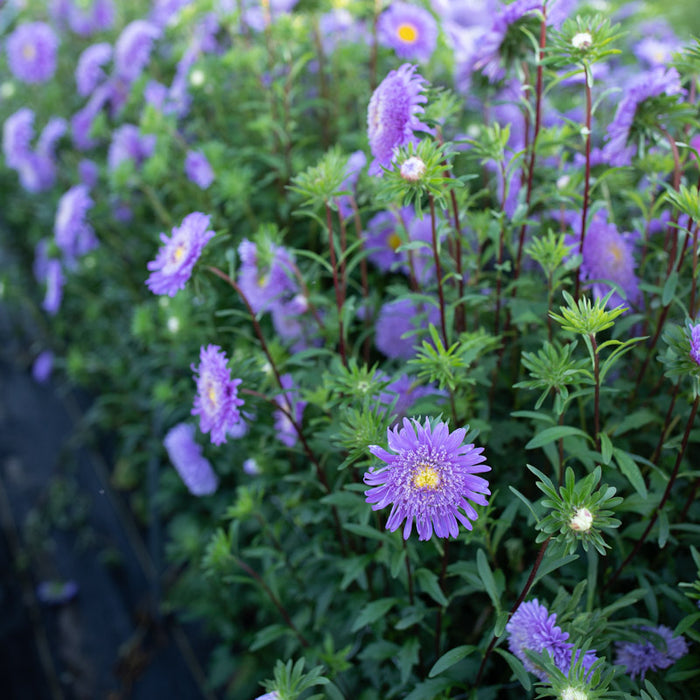 Chinese Aster Insect China Aster Rose of Shanghai Light Blue – Floret Library