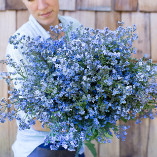 An armload of Chinese Forget-Me-Not Blue Showers