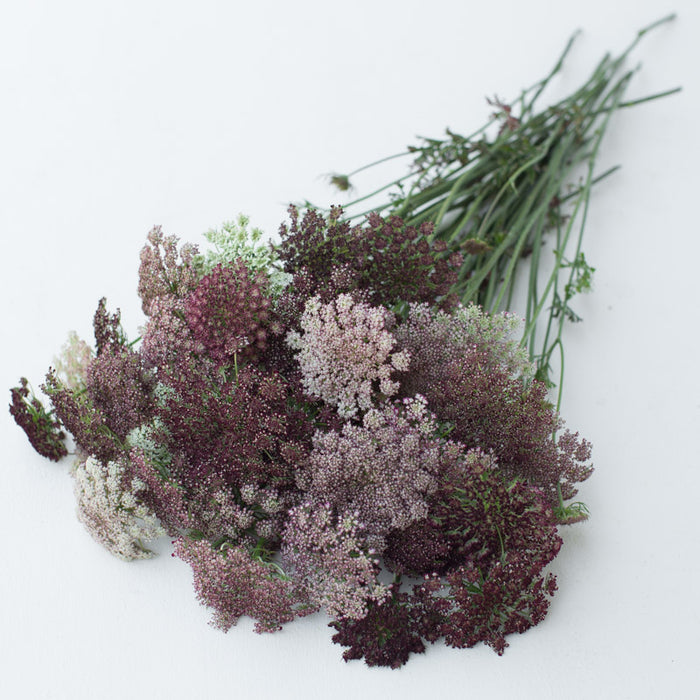 chocolate lace flower seeds Chocolate Lace Flower Dara – Floret Library