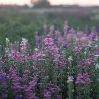 Clary sage Tricolor Mix growing in the field