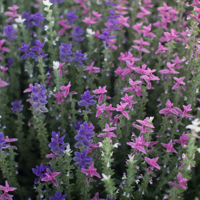 A close up of Clary sage Tricolor Mix