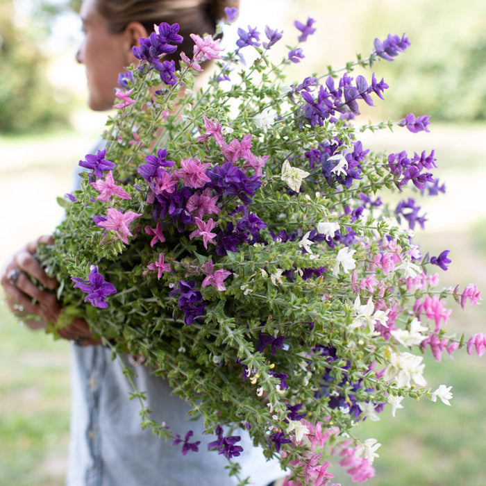 An armload of Clary sage Tricolor Mix