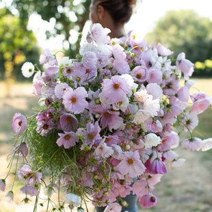 An armload of Cosmos Cupcakes Blush