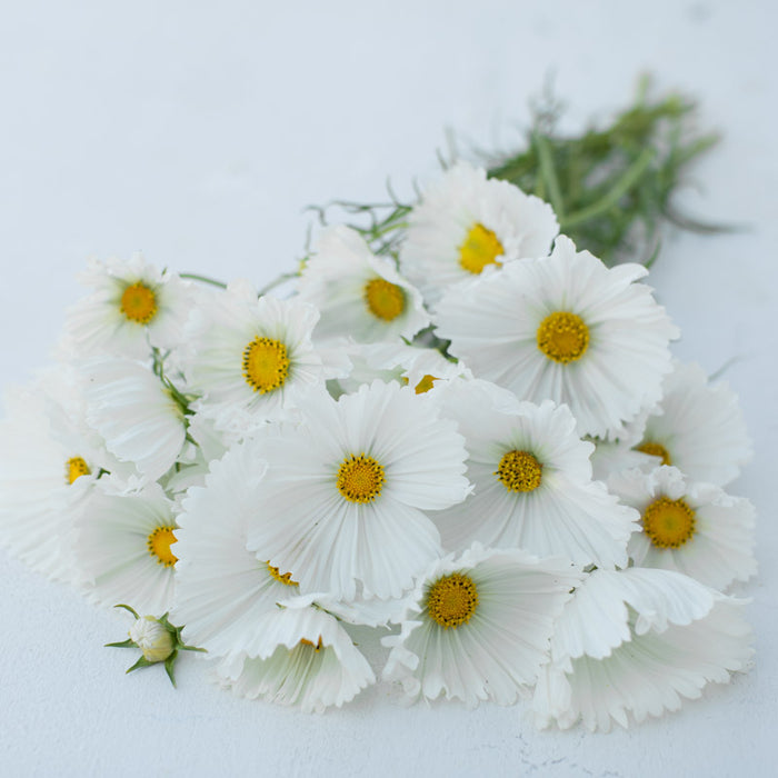 A bunch of Cosmos Cupcakes White