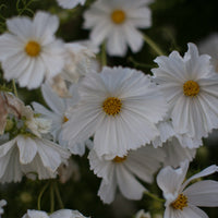 A close up of Cosmos Cupcakes White