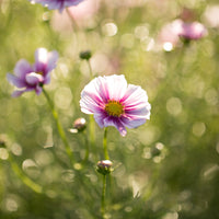 A close up of Cosmos Daydream