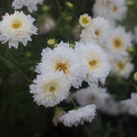 A close up of Cosmos Double Click Snow Puff