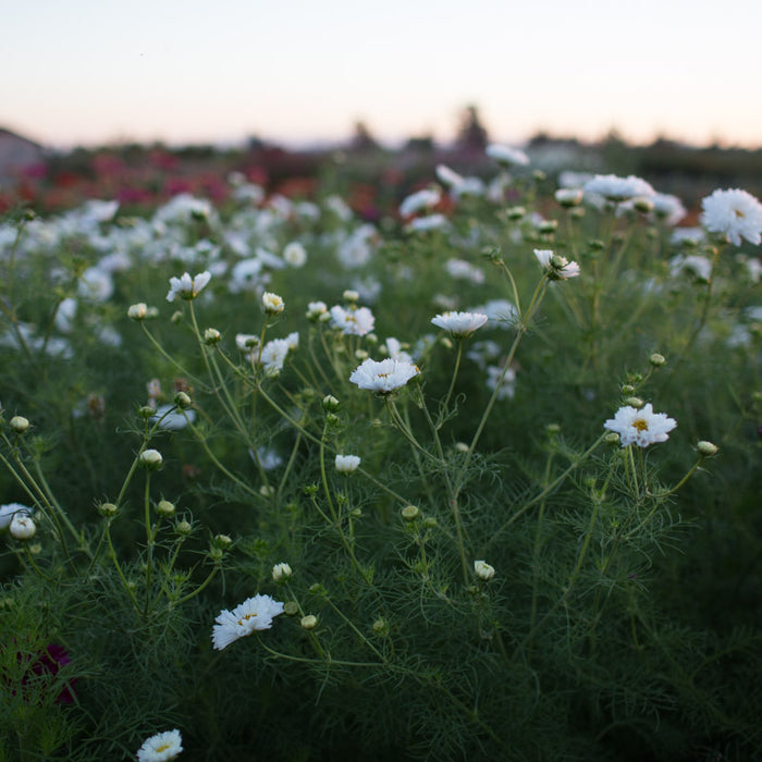 Cosmos Double Click Snow Puff growing in the field