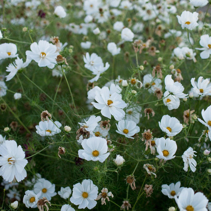 Cosmos Psyche White growing in the field