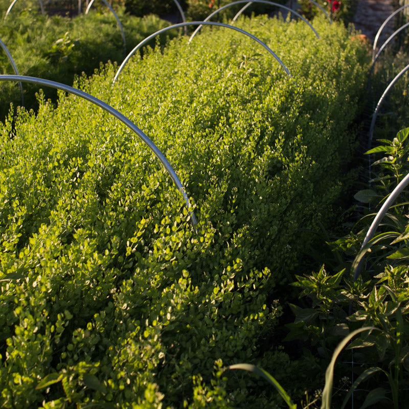 cress seeds plant Cress Pennycress – Floret Library