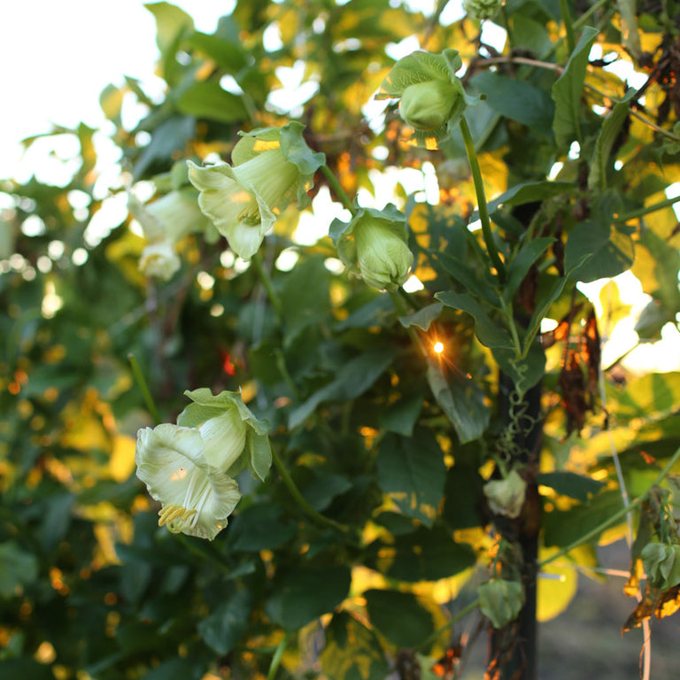 cup and saucer plant seeds Cup and Saucer Vine Alba – Floret Library