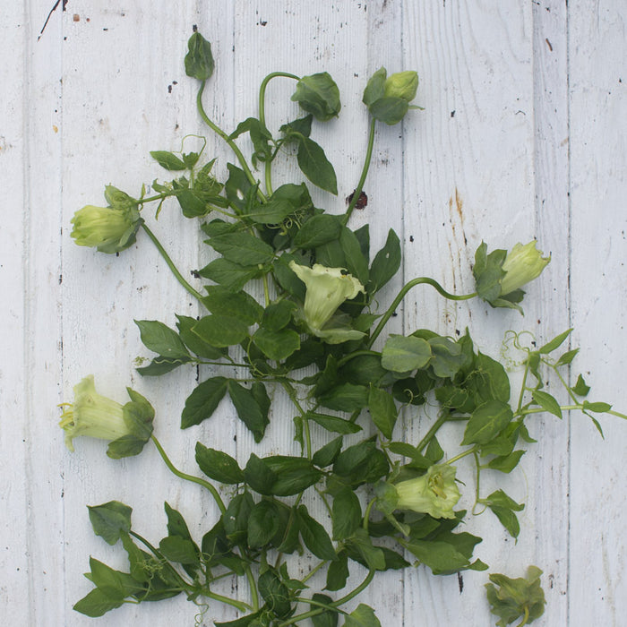 cup and saucer climbing plant Cup and Saucer Vine Alba – Floret Library