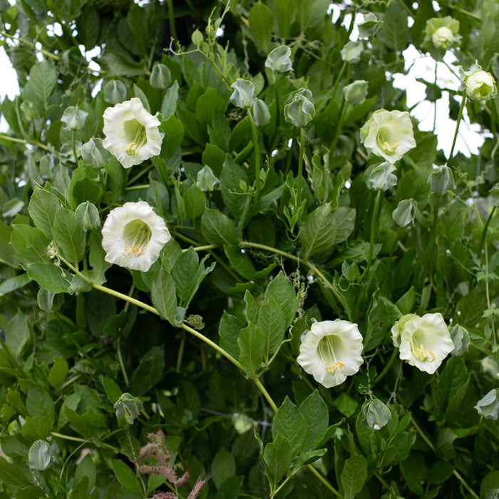cup and saucer plant seeds Cup and Saucer Vine Alba – Floret Library