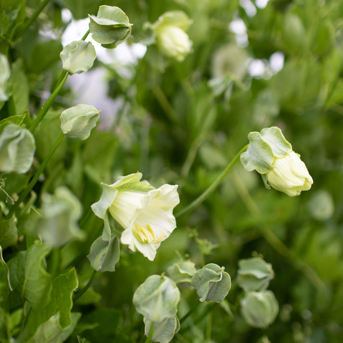 cup & saucer plant Cup and Saucer Vine Alba – Floret Library