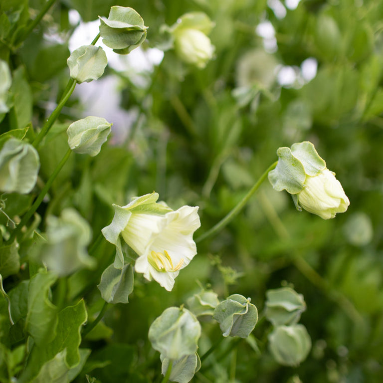 cup and saucer plant seeds Cup and Saucer Vine Alba – Floret Library