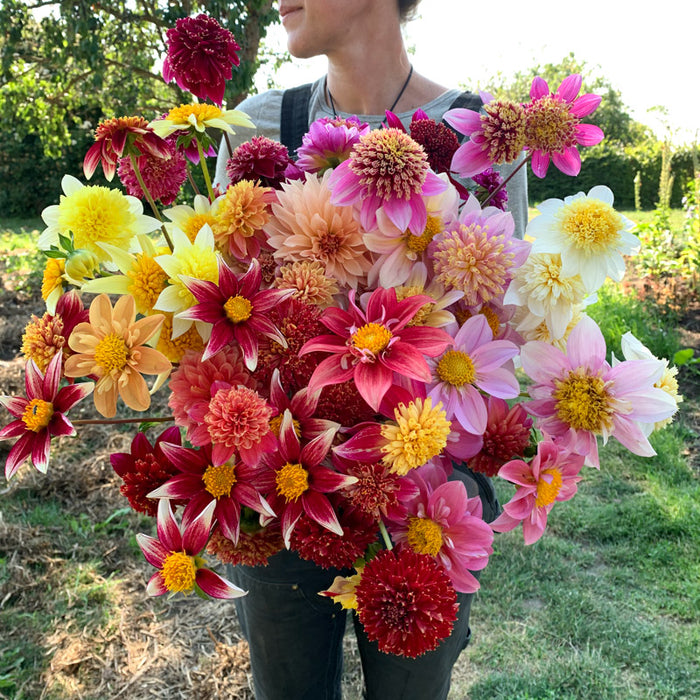 dahlia from seed Dahlia Bee's Choice – Floret Library